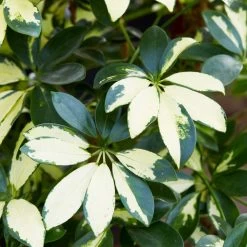 Variegated Dwarf Umbrella - Schefflera Trinette -Garden-Plants Schefflera Trinette 2 c772c1e2 5e1d 4944 9296 304543990a8f