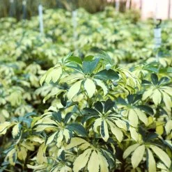 Variegated Dwarf Umbrella - Schefflera Trinette -Garden-Plants Schefflera Trinette 3 FGT