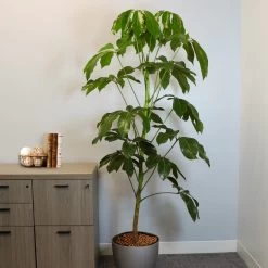 Umbrella Tree -Garden-Plants Schefflera Actinophylla Umbrella BB 3