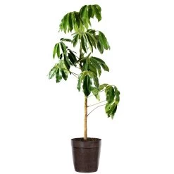 Umbrella Tree -Garden-Plants Schefflera Actinophylla Umbrella Delilah BRW