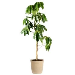 Umbrella Tree -Garden-Plants Schefflera Actinophylla Umbrella Delilah Beige