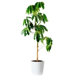 Umbrella Tree -Garden-Plants Schefflera Actinophylla Umbrella Delilah White