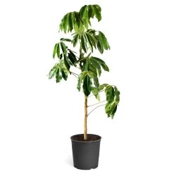 Umbrella Tree -Garden-Plants Schefflera Actinophylla Umbrella Delilah standard