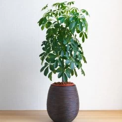 Dwarf Umbrella Tree