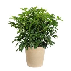 Dwarf Umbrella Tree 11 Dwarf Umbrella Tree -Garden-Plants Schefflera Delilah Tan Pot