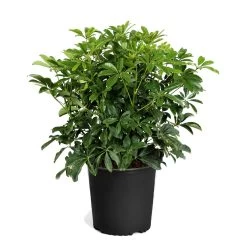 Dwarf Umbrella Tree 13 Dwarf Umbrella Tree -Garden-Plants Schefflera Standard Pot