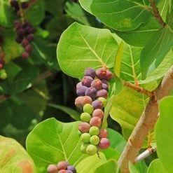 Sea Grape Bush -Garden-Plants Sea Gape 2
