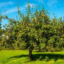 Seckel Pear Tree 9 Seckel Pear Tree -Garden-Plants Seckel Pear 1