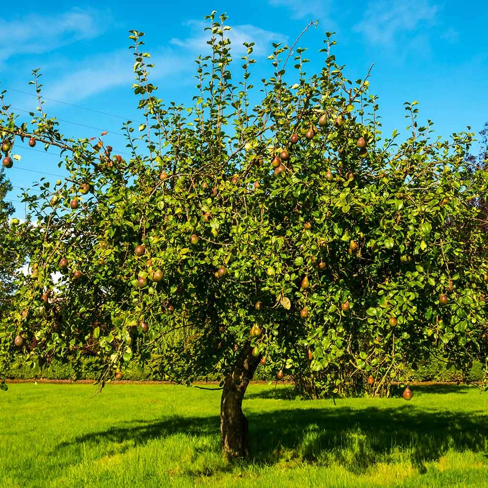 Seckel Pear Tree 5 Seckel Pear Tree - Image 3