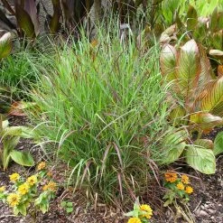 Shenandoah Switch Grass -Garden-Plants Shenandoah Switch Grass 4