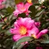 Camellia 'Shi-Shi Gashira' Shrub -Garden-Plants ShiSHi Gashira Camellia FGT 600x600 bafe4450 79ed 4016 84c6 d7fcb64225e8