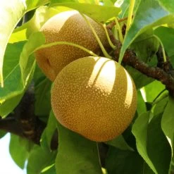 Shinseiki Asian Pear -Garden-Plants Shinseiki Asian Pear 1 FGT