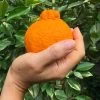 Shiranui Mandarin Tree -Garden-Plants Shiranui Mandarin FGT 600x600 98332590 6642 4599 8f80 e177d64ac552
