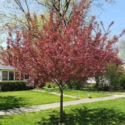 Show Time™ Crabapple Tree -Garden-Plants Show Time Crabapple 3