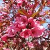 Show Time™ Crabapple Tree -Garden-Plants Show Time Crabapple 600x600 1eed0a0f 6705 4b3e 936f 95c02a5f2eb7