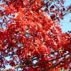 Shumard Oak Tree -Garden-Plants Shumard Oak 3