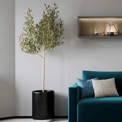 Sikitita Olive Tree -Garden-Plants Sikitata Olive 2