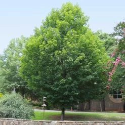 Silver Maple Tree -Garden-Plants Silver Maple Tree 6