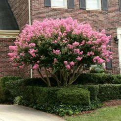 Sioux Crape Myrtle -Garden-Plants Sioux Crape myrtle 2