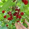 Skeena Cherry Tree -Garden-Plants Skeena Cherry FGT 600X600 1304eed1 04ee 4e47 9ef3 8afb5cd1cf53