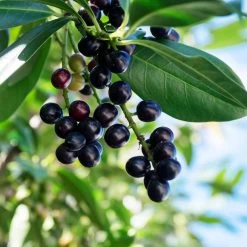 Skip Laurel -Garden-Plants Skip Laurel 1 FGT