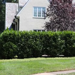 Skip Laurel -Garden-Plants Skip Laurel 5