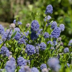 Skylark California Lilac 7 Skylark California Lilac -Garden-Plants Skylark California Lilac 3 FGT