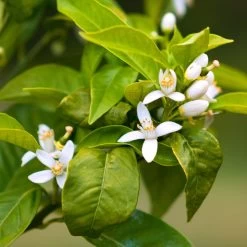 Smith Red Orange -Garden-Plants Smith Red Orange 7