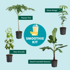 Papaya Tree -Garden-Plants Smoothie Kit Graphic 11ae7b3b 499b 4165 a9bd 09be178c93af