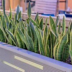 Black Gold Snake Plant -Garden-Plants Snake Plant 1 7017b035 e36e 4def bae7 9559a83cb724