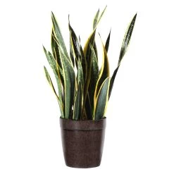 Zeylanica Snake Plant -Garden-Plants Snake Plant delilah brown pot