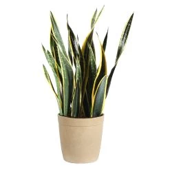 Zeylanica Snake Plant -Garden-Plants Snake Plant delilah tan pot