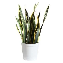 Black Gold Snake Plant -Garden-Plants Snake Plant delilah white pot dd5a4d8a 8111 4c44 904e b1a23e42cc46