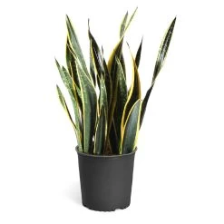 Black Gold Snake Plant -Garden-Plants Snake Plant standard pot 1931e588 ec73 4c9d a0f6 5830d922b38a