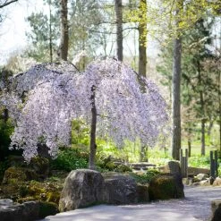 Snow Fountains® Weeping Cherry Tree -Garden-Plants Snow Fountains Weeping Cherry 8