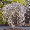Snow Fountains® Weeping Cherry Tree -Garden-Plants Snow Fountains Weeping Cherry FGT 600x600 b932e64b fb28 4b2a b164 ea90e6be8b0b