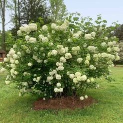 Snowball Bush -Garden-Plants Snowball Viburnum 2 FGT