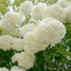 Snowball Bush -Garden-Plants Snowball Viburnum 3 FGT