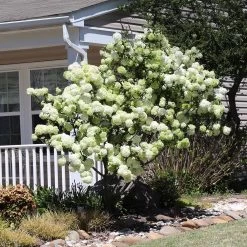 Snowball Bush -Garden-Plants Snowball Viburnum 4 FGT