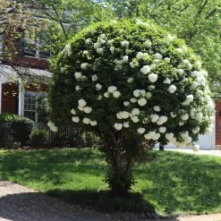 Snowball Bush -Garden-Plants Snowball Viburnum 7 FGT