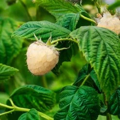 Snowbank White Blackberry Bush -Garden-Plants Snowbank Blackberry 1