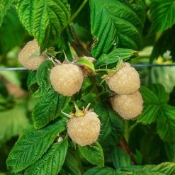Snowbank White Blackberry Bush -Garden-Plants Snowbank Blackberry 3