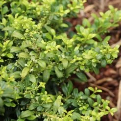 Soft Touch Holly Shrub -Garden-Plants Soft Touch Holly 4