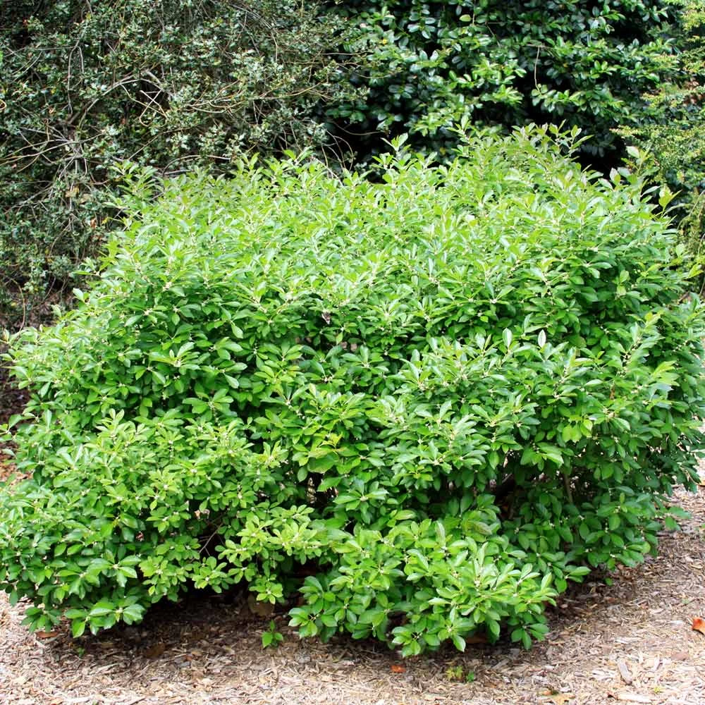 Southern Gentleman Winterberry 4 Southern Gentleman Winterberry - Image 2