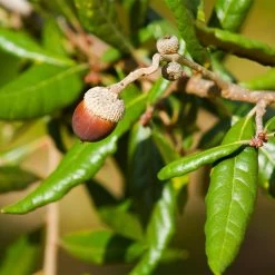 Live Oak Tree -Garden-Plants Southern Live Oak FGT 1