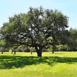 Live Oak Tree -Garden-Plants Southern Live Oak FGT 3