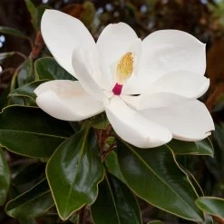 Southern Magnolia -Garden-Plants Southern Magnolia 8 FGT