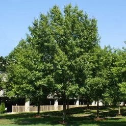 Southern Red Oak Tree -Garden-Plants Southern Red Oak 2
