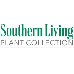 Purple Pixie® Dwarf Weeping Loropetalum -Garden-Plants Southn Living 1000x1000 02083c33 fc23 4cca b550 9bf85f5397f6