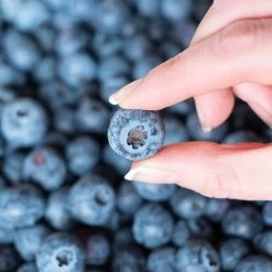 Spartan Blueberry Bush -Garden-Plants Spartan Blueberry 5 FGT